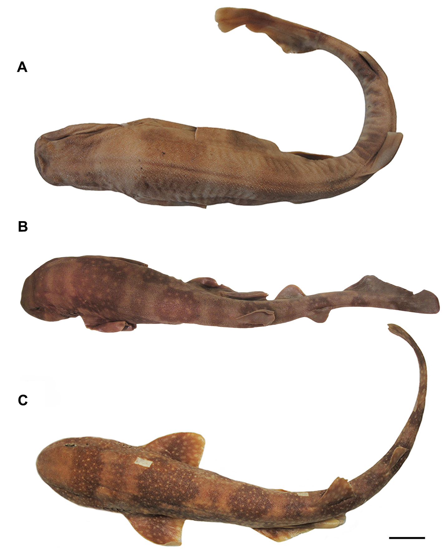ภาพ ปลา torazame (Scyliorhinus torazame)