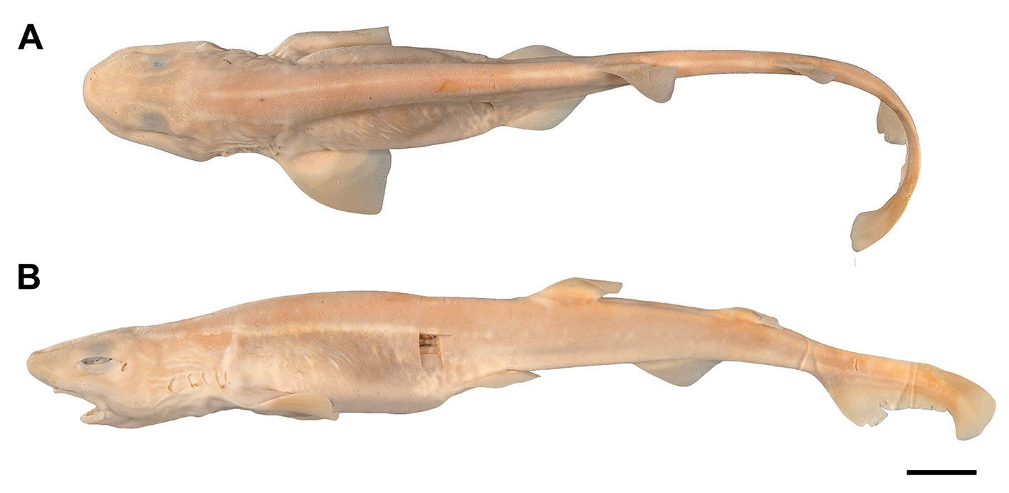 ภาพ ปลา torrei (Scyliorhinus torrei)
