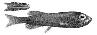ภาพ ปลา koefoedi (Searsia koefoedi)