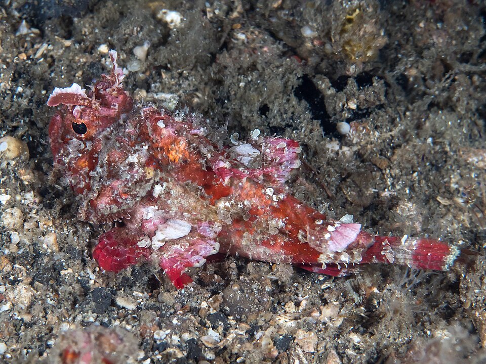 ภาพ ปลาแมงป่องแคระ (Sebastapistes fowleri)