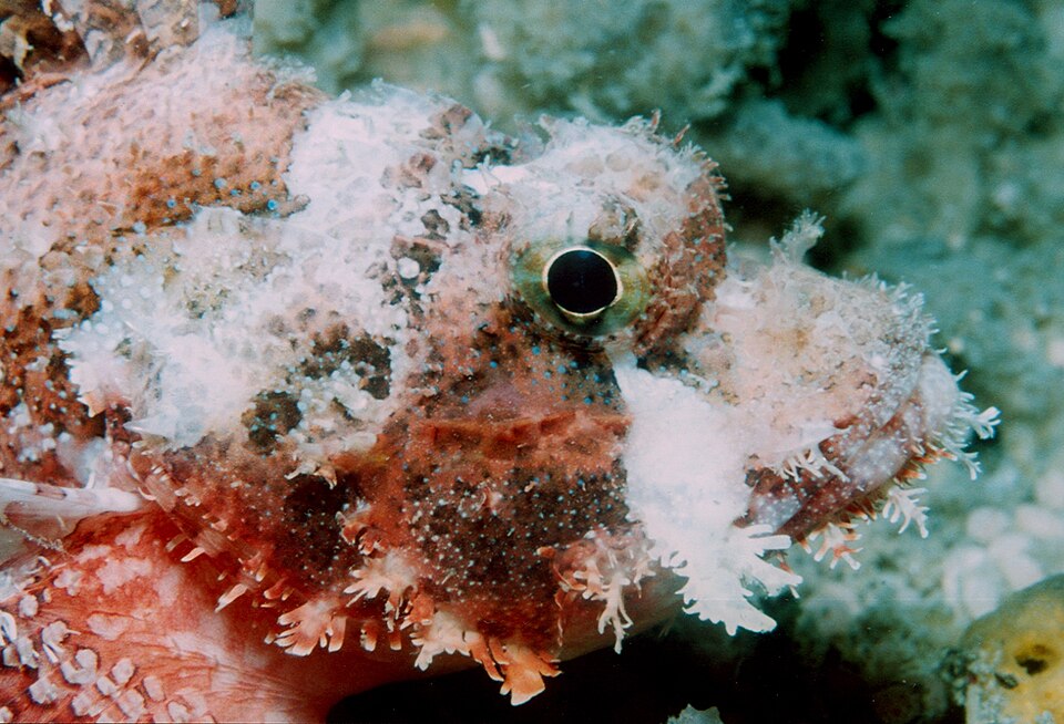 ภาพ ปลาแมงป่อง strongia (Sebastapistes strongia)