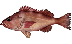 ภาพ ปลา alutus (Sebastes alutus)