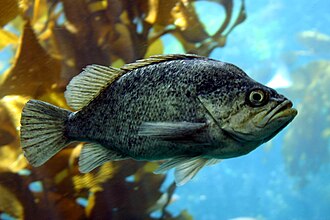 ภาพ ปลา atrovirens (Sebastes atrovirens)