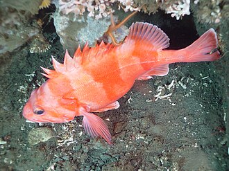 ภาพ ปลา babcocki (Sebastes babcocki)