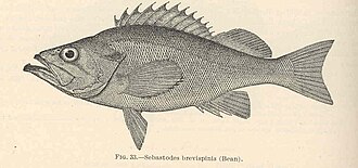 ภาพ ปลา brevispinis (Sebastes brevispinis)