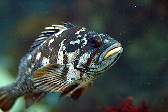 ภาพ ปลา carnatus (Sebastes carnatus)