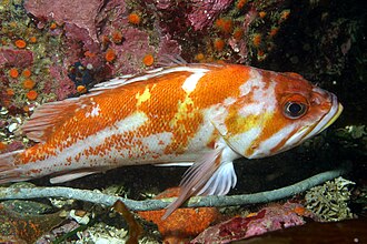 ภาพ ปลา caurinus (Sebastes caurinus)