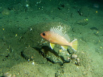 ภาพ ปลา chlorostictus (Sebastes chlorostictus)