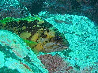ภาพ ปลา chrysomelas (Sebastes chrysomelas)