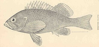 ภาพ ปลา ciliatus (Sebastes ciliatus)