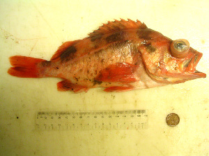 ภาพ ปลา crameri (Sebastes crameri)