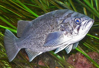 ภาพ ปลา diaconus (Sebastes diaconus)