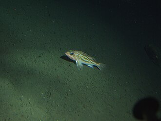 ภาพ ปลา elongatus (Sebastes elongatus)