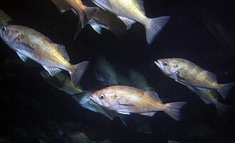 ภาพ ปลา entomelas (Sebastes entomelas)