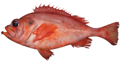 ภาพ ปลา fasciatus (Sebastes fasciatus)