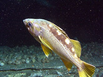 ภาพ ปลา flavidus (Sebastes flavidus)