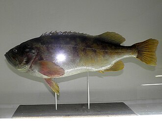 ภาพ ปลา glaucus (Sebastes glaucus)