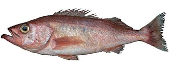 ภาพ ปลา goodei (Sebastes goodei)