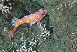 ภาพ ปลา helvomaculatus (Sebastes helvomaculatus)
