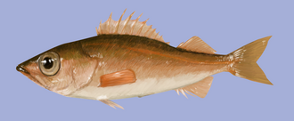 ภาพ ปลา jordani (Sebastes jordani)