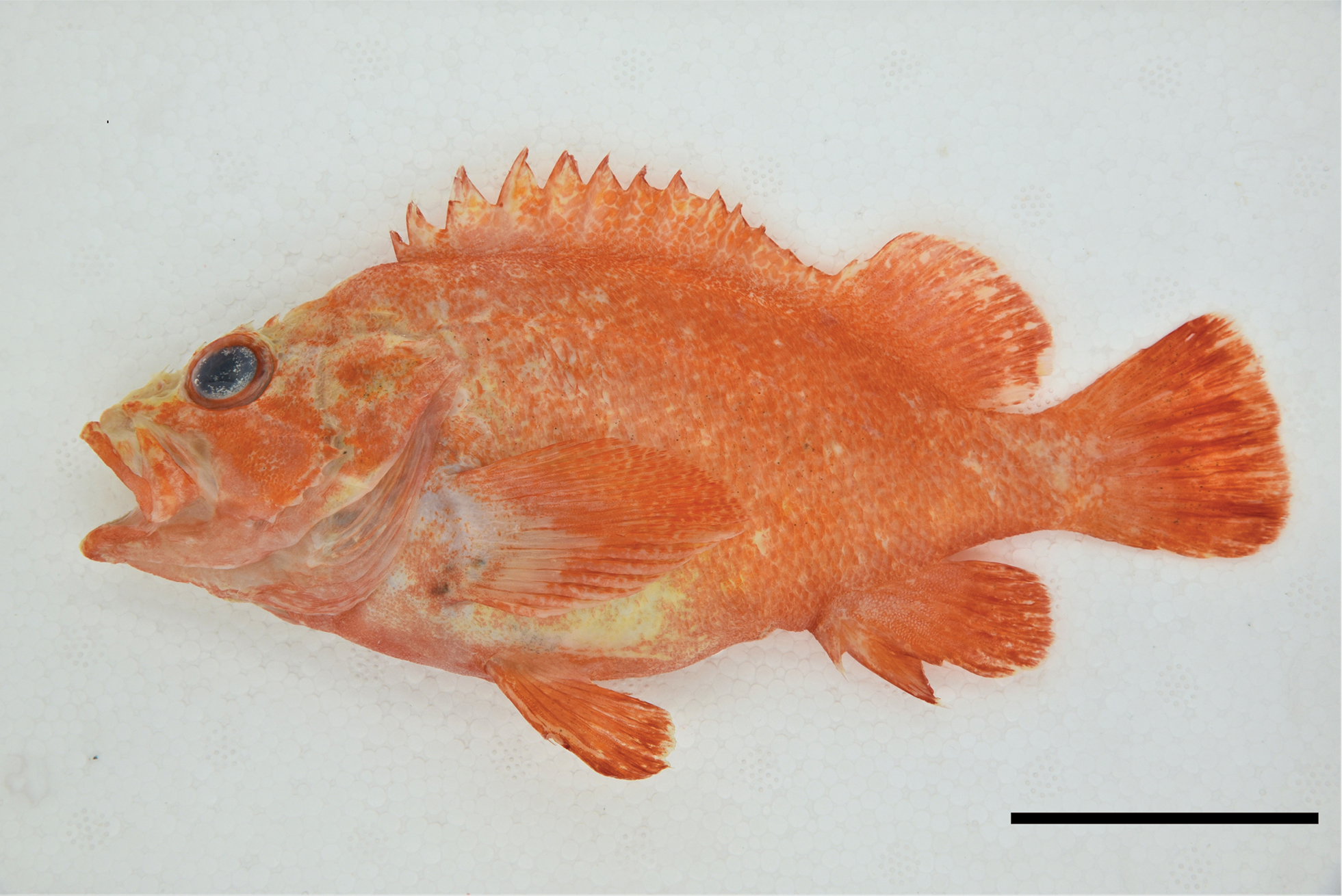 ภาพ ปลา koreanus (Sebastes koreanus)
