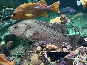 ภาพ ปลา melanops (Sebastes melanops)