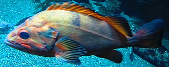 ภาพ ปลา melanostictus (Sebastes melanostictus)