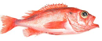 ภาพ ปลา mentella (Sebastes mentella)
