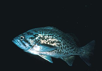 ภาพ ปลา mystinus (Sebastes mystinus)