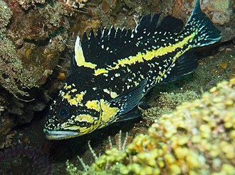 ภาพ ปลา nebulosus (Sebastes nebulosus)