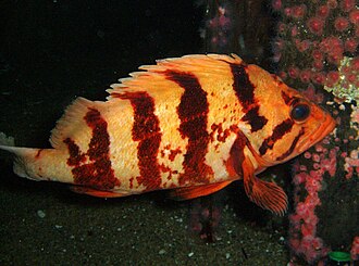 ภาพ ปลา nigrocinctus (Sebastes nigrocinctus)