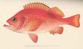 ภาพ ปลา norvegicus (Sebastes norvegicus)