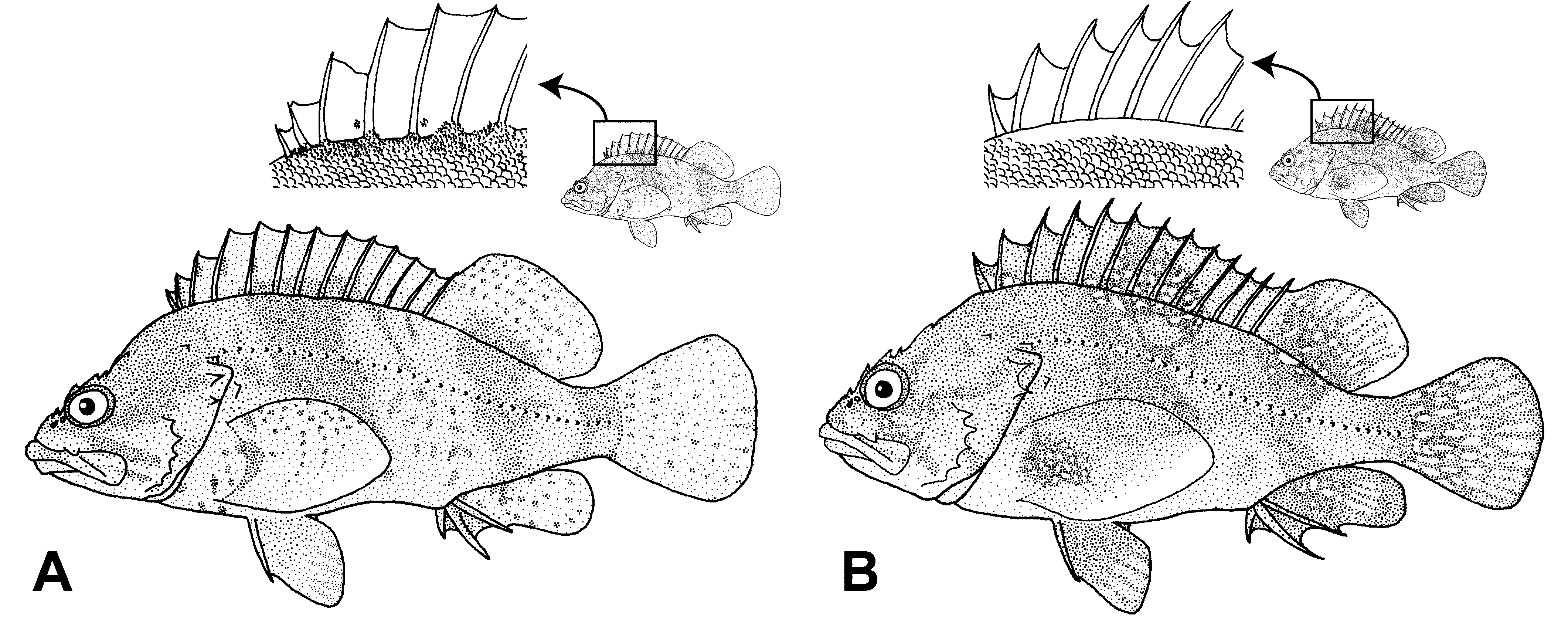 ภาพ ปลา nudus (Sebastes nudus)
