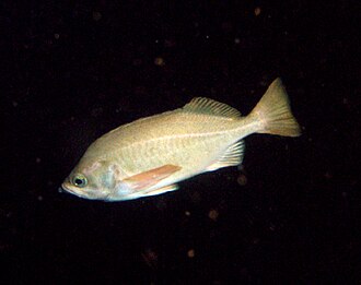 ภาพ ปลา ovalis (Sebastes ovalis)