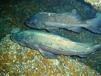 ภาพ ปลา paucispinis (Sebastes paucispinis)
