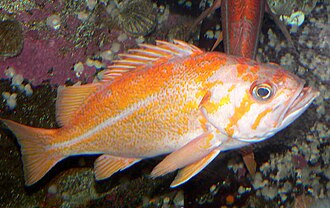 ภาพ ปลา pinniger (Sebastes pinniger)