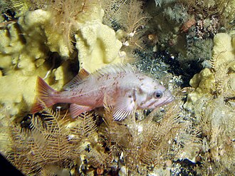 ภาพ ปลา polyspinis (Sebastes polyspinis)