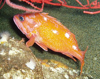 ภาพ ปลา rosaceus (Sebastes rosaceus)