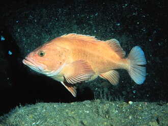 ภาพ ปลา ruberrimus (Sebastes ruberrimus)