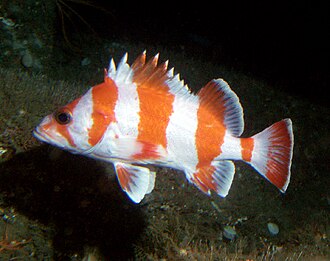ภาพ ปลา rubrivinctus (Sebastes rubrivinctus)
