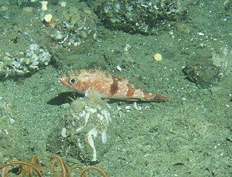 ภาพ ปลา semicinctus (Sebastes semicinctus)