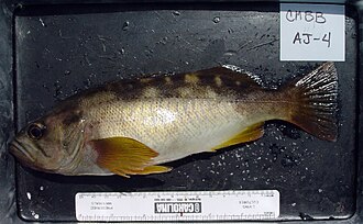 ภาพ ปลา serranoides (Sebastes serranoides)