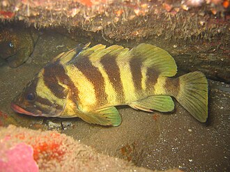 ภาพ ปลา serriceps (Sebastes serriceps)