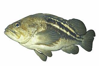 ภาพ ปลา trivittatus (Sebastes trivittatus)