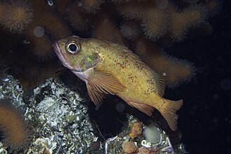 ภาพ ปลา viviparus (Sebastes viviparus)