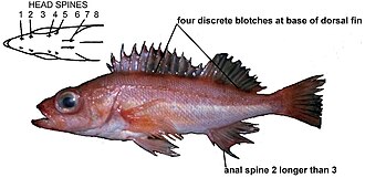 ภาพ ปลา wilsoni (Sebastes wilsoni)