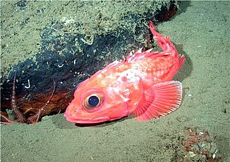 ภาพ ปลา alascanus (Sebastolobus alascanus)