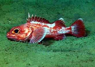 ภาพ ปลา altivelis (Sebastolobus altivelis)