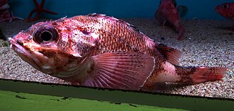 ภาพ ปลา macrochir (Sebastolobus macrochir)