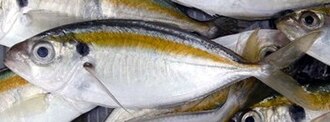 ภาพ ปลา leptolepis (Selaroides leptolepis)